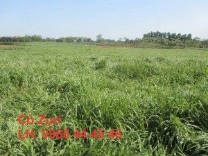 Cỏ chăn nuôi bò dê thỏ : Zuri Thái Lan
