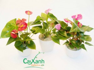 Cayxanh24h - Hoa hồng môn