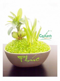 Cayxanh24h - Cây May Mắn