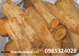 Rể mật gấu khô