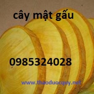 rể mật gấu xắt lát