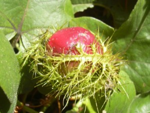 Quả lạc tiên chín đỏ