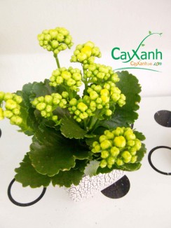 Sống đời hoa là hoa đẹp sắc, bền màu, dễ chơi và dễ chăm sóc.