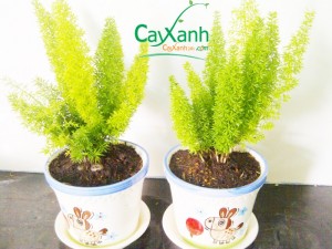 Tùng đuôi chồn thường trang trí chậu để bàn, chậu treo trang trí nhà ở, quán cà phê, văn phòng …