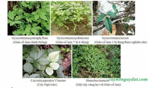 Giảo cổ lam chữa tiểu đường-mỡ máu