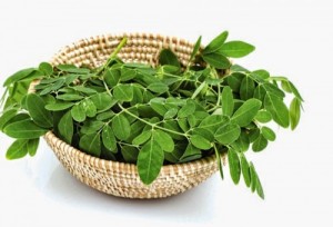 Lá chùm ngây dinh dưỡng sức khỏe