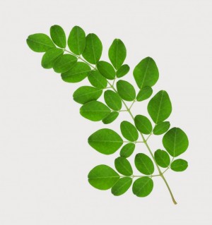 Lá chùm ngây dinh dưỡng sức khỏe