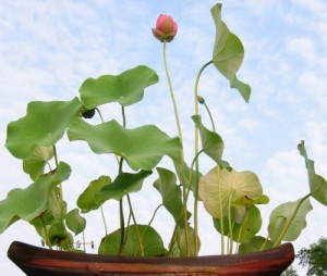 Bán buôn – bán lẻ hạt giống sen mini nhật bản