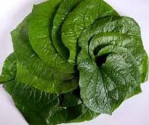 Bán lá lốt chữa đau lưng