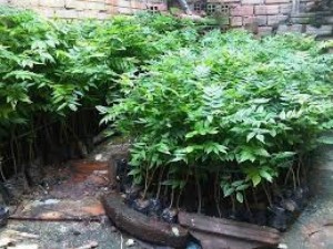 giống cây sưa đỏ
