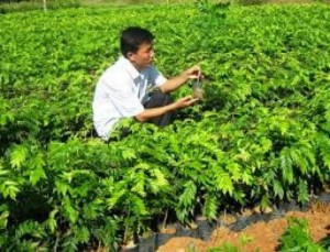 giống cây sưa đỏ
