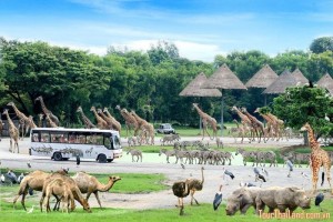 Tour Thailand Giá Sốc 5,4tr Dự Lễ Hội Loykrathong 5N4D