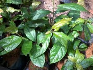 Xạ Đen Hỗ Trợ Điều Trị Ung Thư-Ổn Định Áp Huyết-Ngừa U Bướu