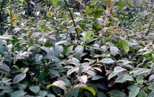 Xạ Đen Hỗ Trợ Điều Trị Ung Thư-Ổn Định Áp Huyết-Ngừa U Bướu