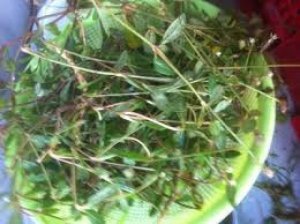 Cây nở ngày đất
