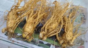 NHÂN SÂM TƯƠI 4 CỦ 1 KG
Đơn giá: 3.800.000vnđ.
