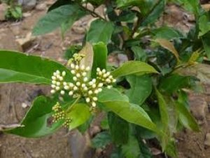 Cây xạ đen chữa bệnh xơ gan viêm gan thanh nhiệt giải độc hiệu quả