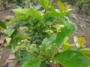 Cây xạ đen chữa bệnh xơ gan viêm gan thanh nhiệt giải độc hiệu quả