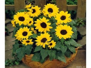 Bán Hạt giống Hướng dương đỏ và Hướng dương vàng lùn