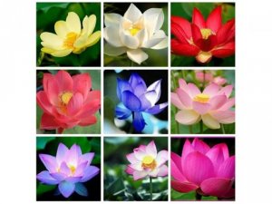 Bán Hạt giống Sen nhật mini