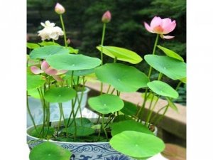 Bán Hạt giống Sen nhật mini