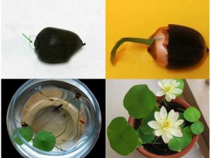 Bán Hạt giống Sen nhật mini