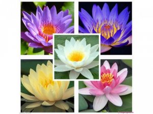 Bán Hạt giống Súng Thái mini