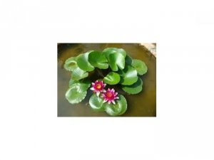 Bán Hạt giống Súng Thái mini