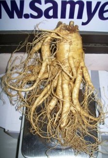 Nhân sâm tươi 6 năm tuổi 3 củ/kg