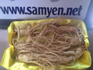 Nhân sâm tươi 6 năm tuổi 6 củ/kg