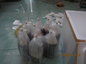 Chuyên bán Mật Ong Nuôi Nguyên Chất (Hoa tràm Thạnh Hóa - Long An)