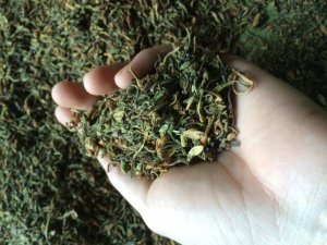 Bán hoa đu đủ đực giá tốt