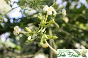 Bán hoa đu đủ đực giá tốt