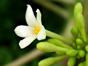 Bán hoa đu đủ đực giá tốt