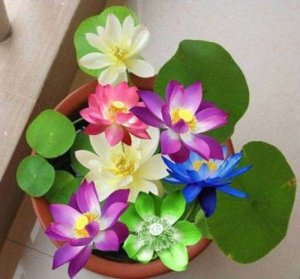 Bán hạt giống sen mini nhật.