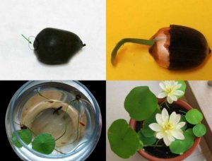 Bán hạt giống sen mini nhật.