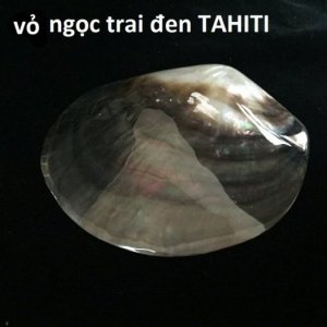 Bút mỹ nghệ từ vỏ ngọc trai và vỏ bào ngư