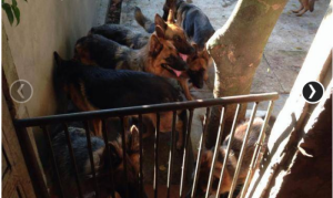 GSD cái tơ 10 tháng tuổi