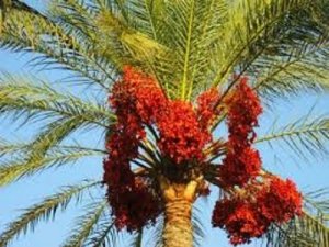 Nho Khô, Trái Chà là Iran