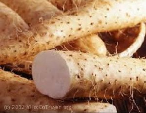 Khoai Mài Núi Về Phố Thị Đây