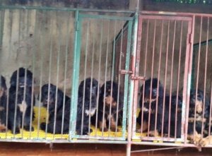 Bán Thần Khuyển Ngao Tây Tạng
