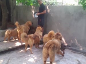 Bán Thần Khuyển Ngao Tây Tạng