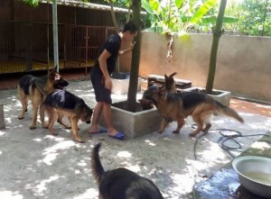 Bán chó becgie đức thuần chủng cực đẹp