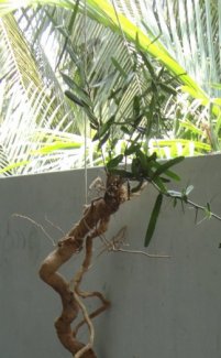 Thanh nhiệt, giải độc, tiêu thũng, tiêu viêm, kháng viêm, giảm đau.