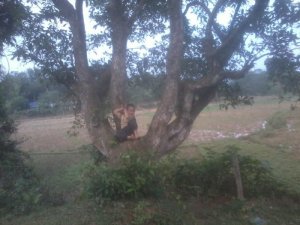 Bán cây lộc vừng