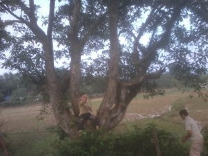 Bán cây lộc vừng