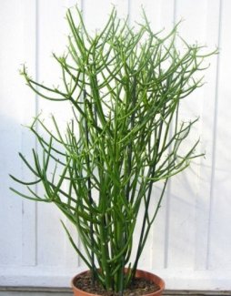 Cành giao tươi dùng để xông mũi