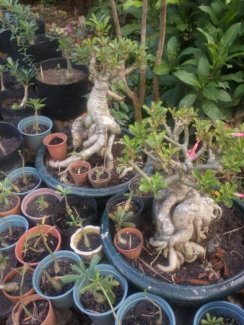 Hai Cây Sứ Thái Bonsai Gốc To Đẹp