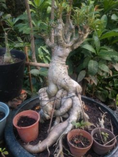 Hai Cây Sứ Thái Bonsai Gốc To Đẹp