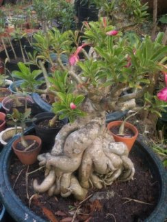 Hai Cây Sứ Thái Bonsai Gốc To Đẹp